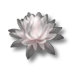 Ficheiro:Flor de lótus.png